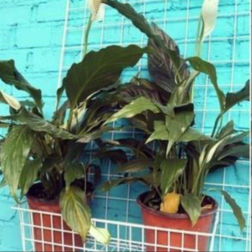 极速加粗网片网格白色q铁丝网架格子铁网防护网服装超市地摊展示