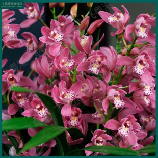 大花蕙兰【红粉佳人】3-5花起带花苞兰花苗名贵精品年宵花兰花