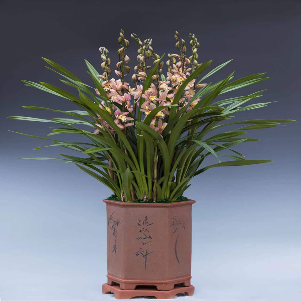 蕙兰【宫粉佳人】3-5花剑起带花苞 室内客厅四季常青好养易活