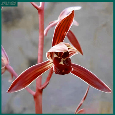 国兰（小红墨）5-8花剑起带花苞兰花苗名贵精品花卉基地直发