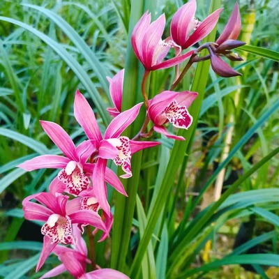 大花蕙兰开花浓香一杆多花