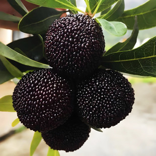 杨梅树苗黑晶杨梅嫁接苗带杯土泥带叶南北方种植庭院盆栽杨梅大树