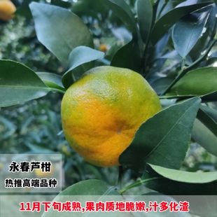 永春芦柑树苗南方北方庭院地栽柑橘苗盆栽嫁接带土桔子树当年结果