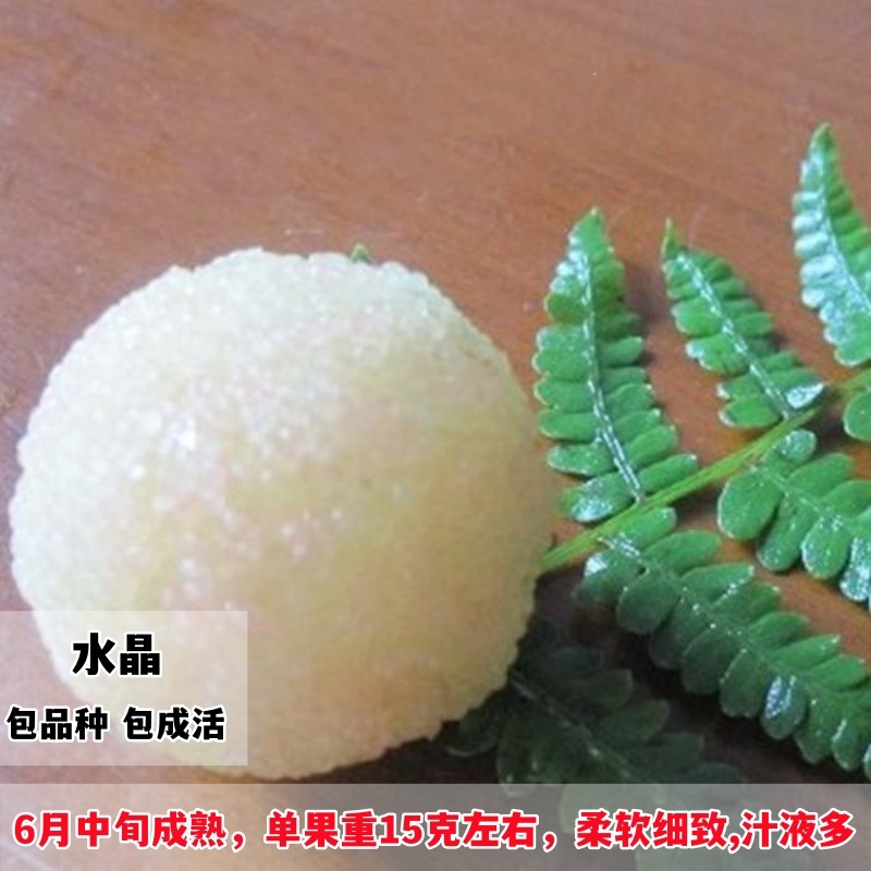 白杨梅树树苗水晶杨梅树树苗带土南北方庭院特大果苗盆栽嫁接树苗