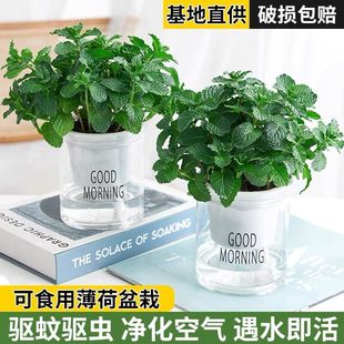 薄荷盆栽可食用泡茶四季 常青绿植留兰香室内薄荷阳台驱蚊驱虫植物