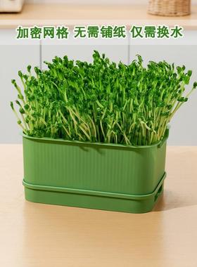 豆芽发盆水培蔬菜豌苗种