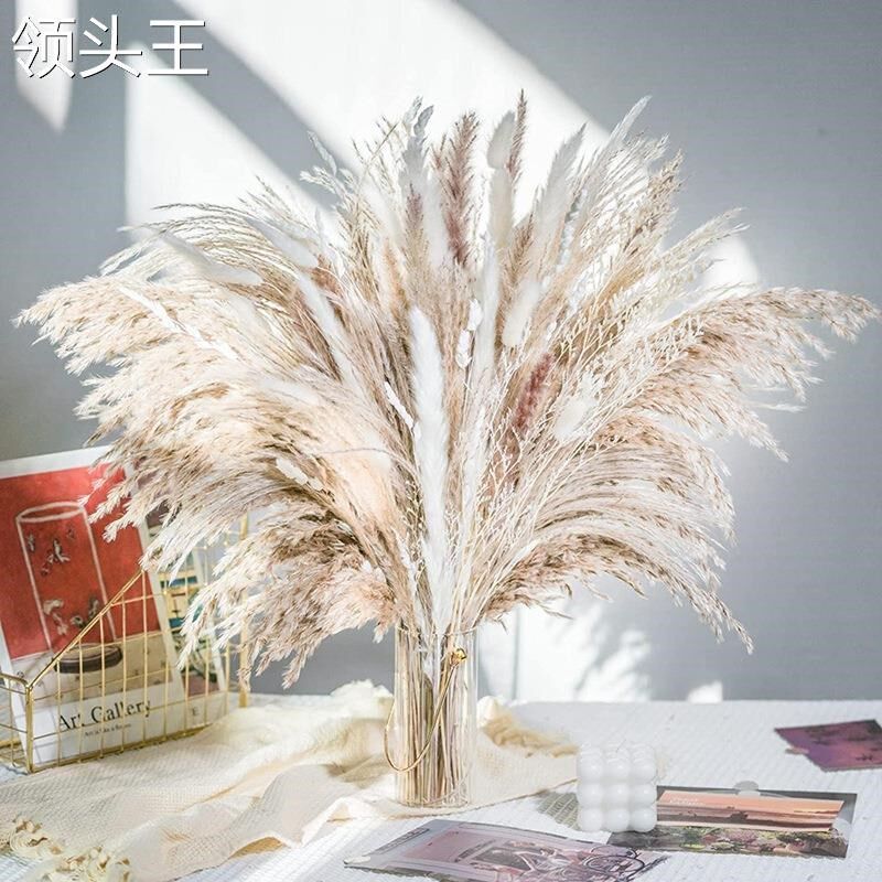 热销热销蒲苇草小芦苇干花y兔尾草小拂尘跨境供货花束干花