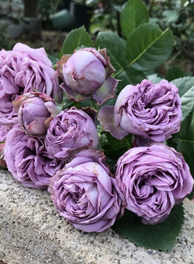 极速阳台蓝c紫色大花浓香月季花苗微蓝四季开花庭院露台玫瑰盆栽