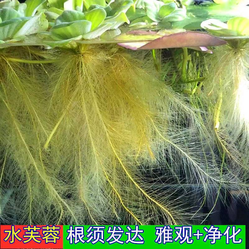 极速水芙蓉苗水浮莲水p培植物水生植物水培草池塘鱼缸造景养殖净