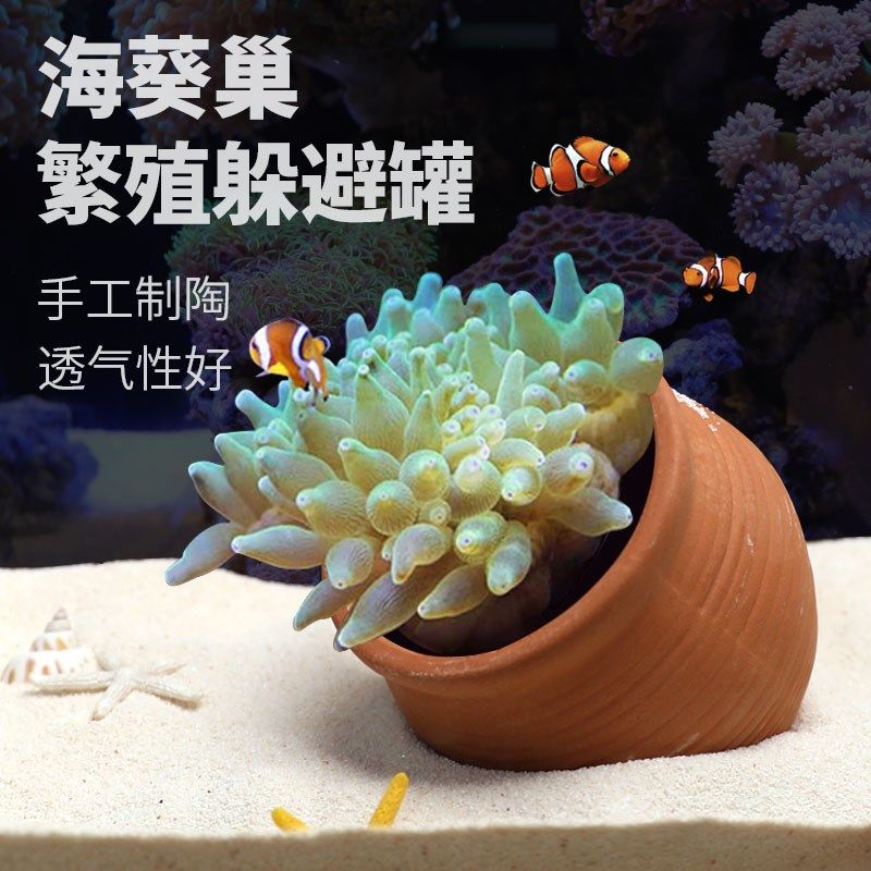 极速海葵窝e巢奶嘴窝地毯屋窝奶嘴杯防跑小丑鱼陶瓷繁殖罐陶罐火图片