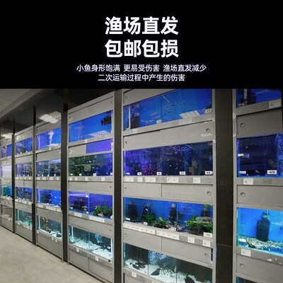极速红头金鱼活鱼鹤顶红鸿运当头丹D顶冷水淡水小鱼耐活好养苗观