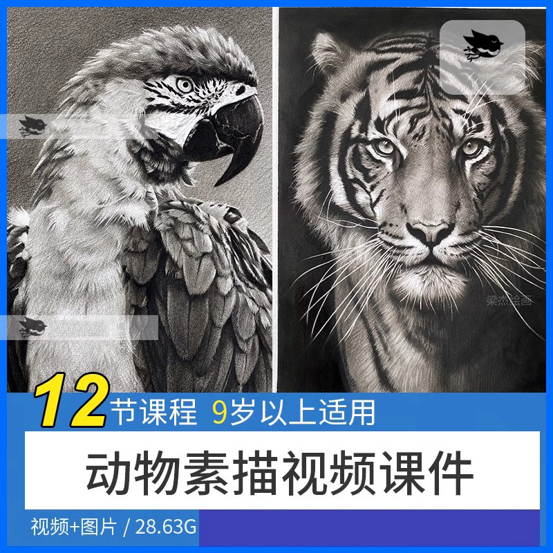 少儿童美术9岁以上动物素描12节视频美术学习课件范画图片素材