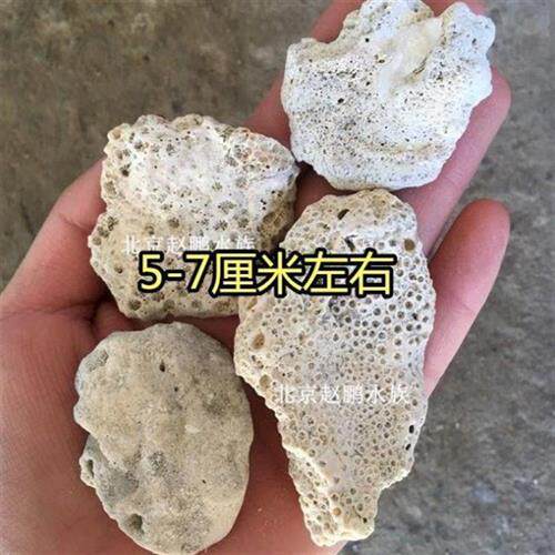 现货速发造景珊瑚石珊瑚骨底沙过滤大块PH滤材净水海水沙