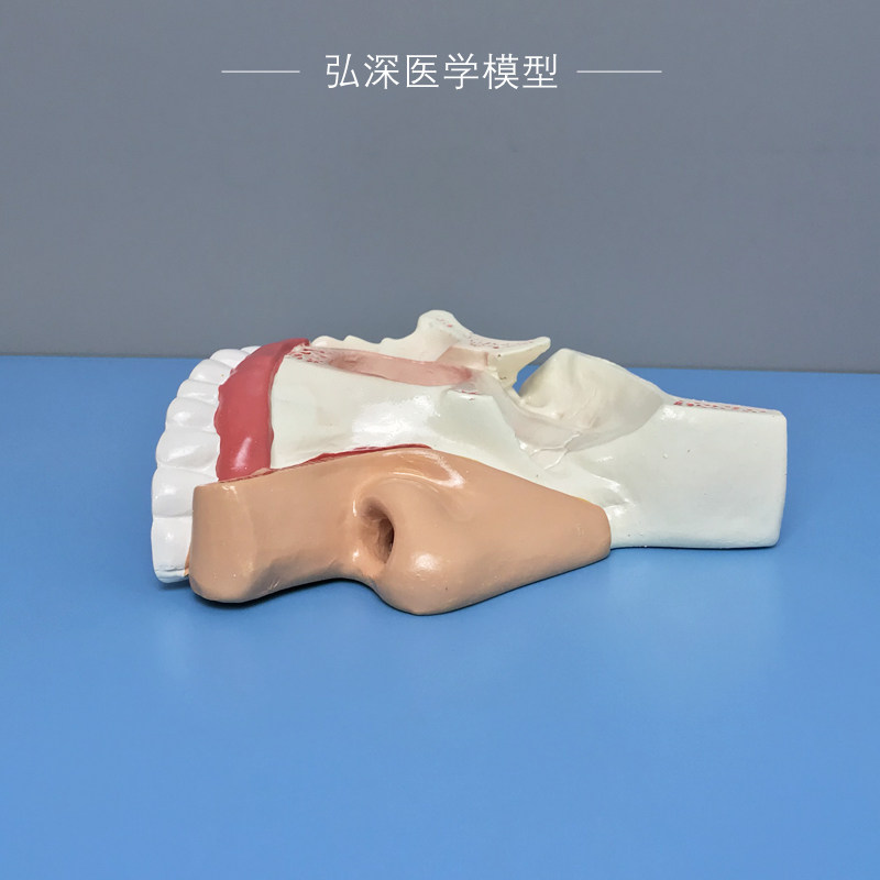 现货速发鼻腔解剖模型人体鼻子鼻窦结构模具耳鼻喉科医学教学立体