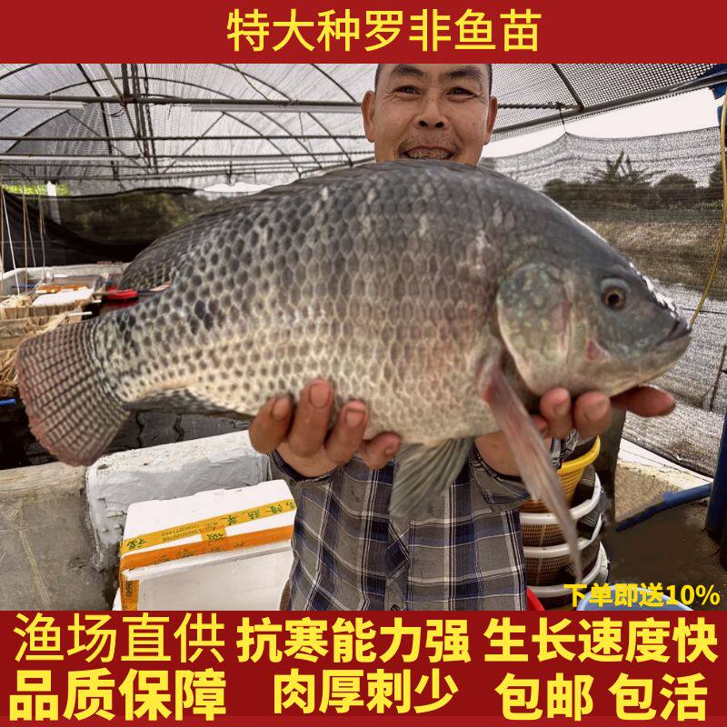 现货速发特大种罗非鱼苗脆肉罗非苗非州鲫罗非鱼鱼苗福寿鱼苗淡水