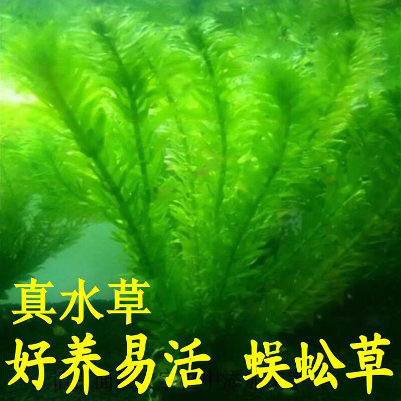 现货速发斗鱼水草孔雀鱼缸水草造景植物造氧净水真草蜈蚣草绿菊一