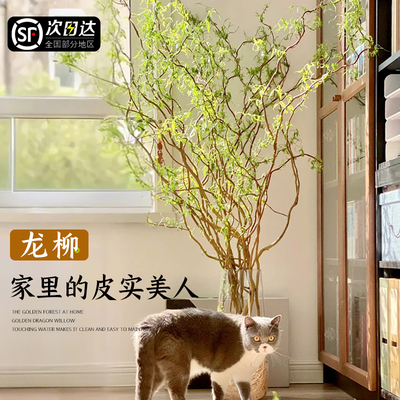 速发龙柳鲜枝水培植物客厅内室好水养黄式栽干枝中盆吊钟绿植