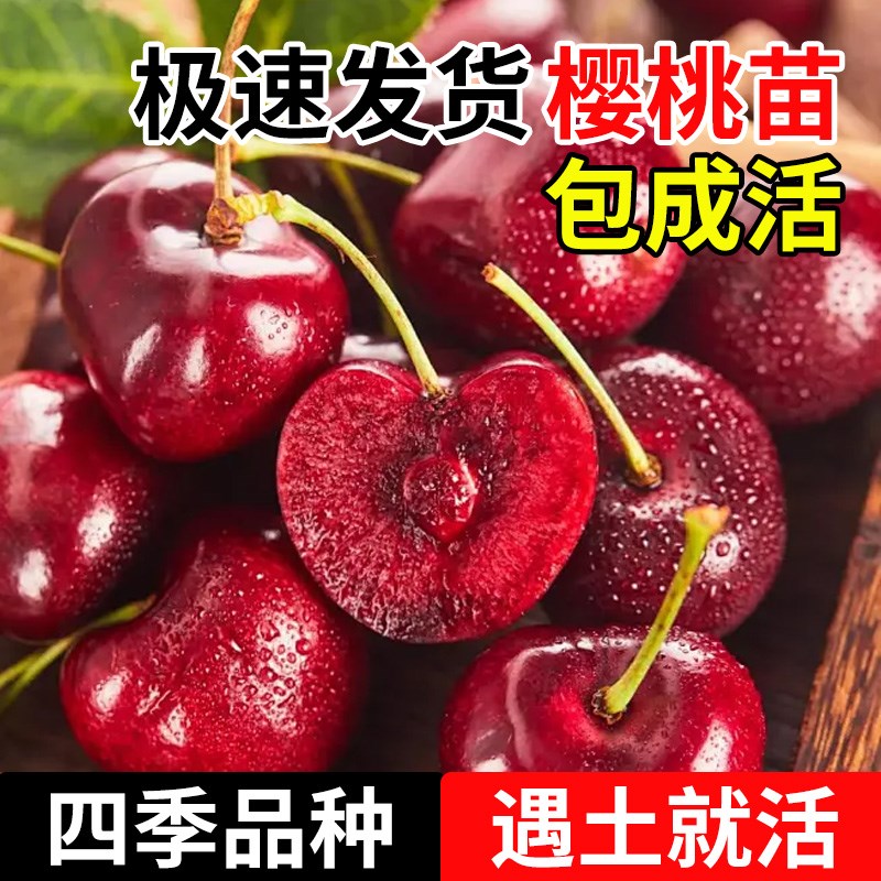 速发车厘子樱桃树南方北种方植盆栽庭院果大季樱桃树四樱桃