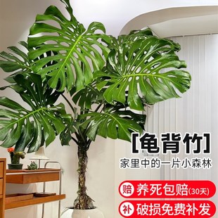 速发大叶龟背竹老桩植物室内绿公大型客植办厅室落地大号真花四季