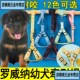 速发罗节背幼犬专用项圈脖圈可调威纳心式 胸背带绳子牵狗绳