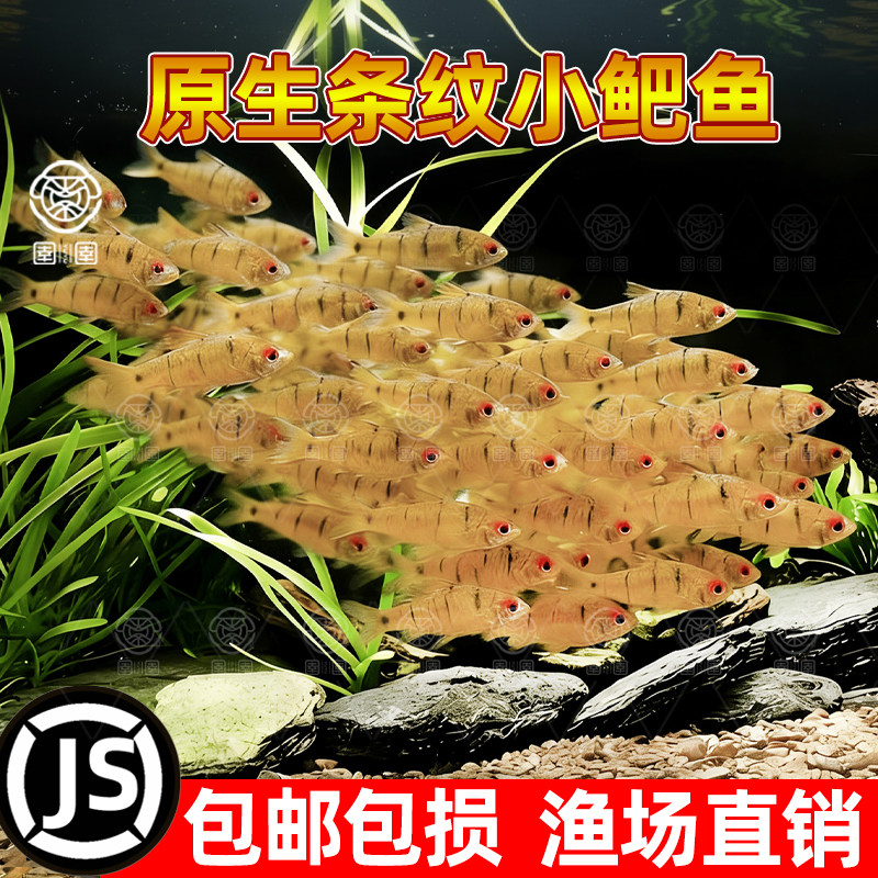 中国斗鱼伴侣条纹小鲃冷水原生鱼小型好养耐活淡水鱼苗群游观赏鱼,宠物/宠物食品及用品,鱼,淘宝优惠券,粉丝福利购,淘宝优惠卷
