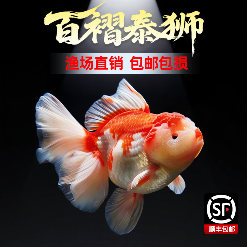 金鱼泰狮活鱼百褶泰狮将军泰狮观赏鱼好养耐活淡水冷水苗金鱼鱼苗