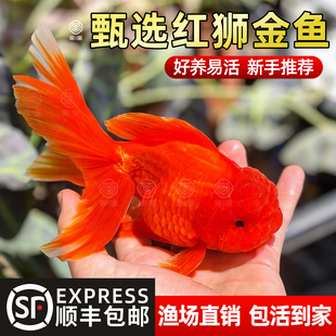 红狮金鱼国狮鱼冷水鱼小金鱼活鱼淡水锦鲤鱼观赏鱼好养耐活不加温