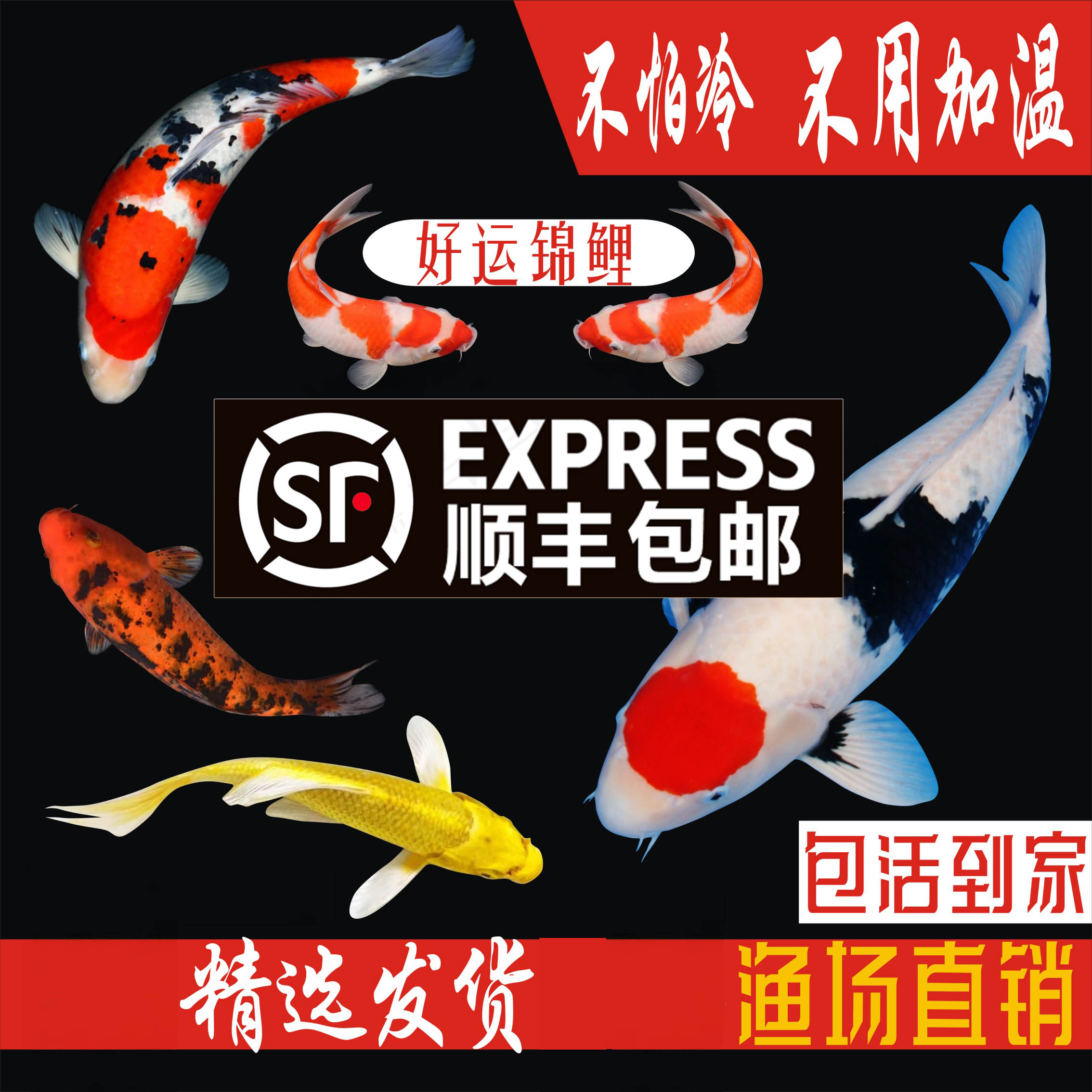 顺丰锦鲤鱼活冷水淡苗观赏金小型