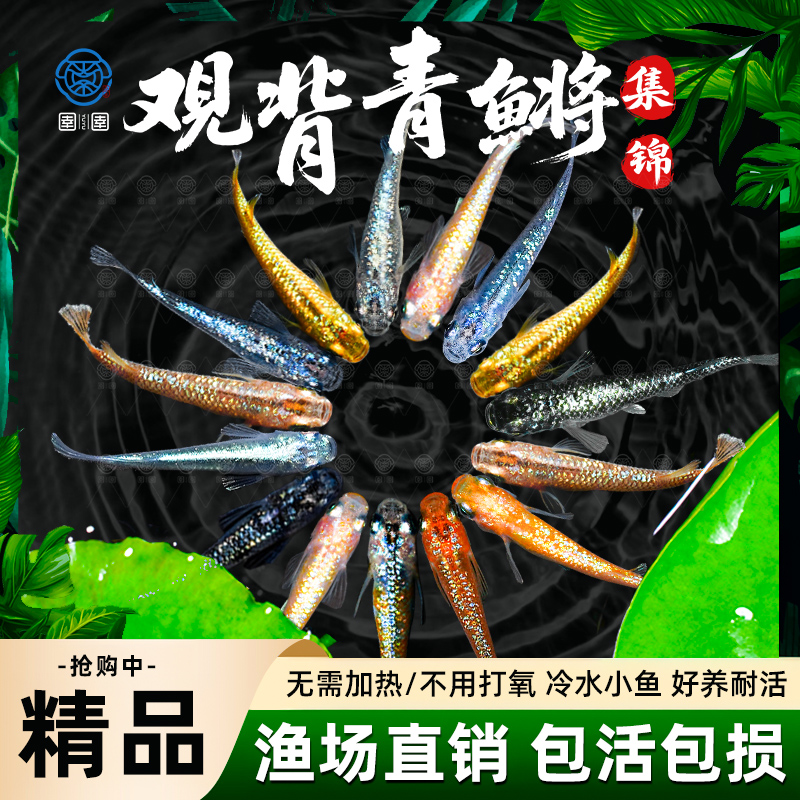 观背青鳉鱼不加温小型鱼