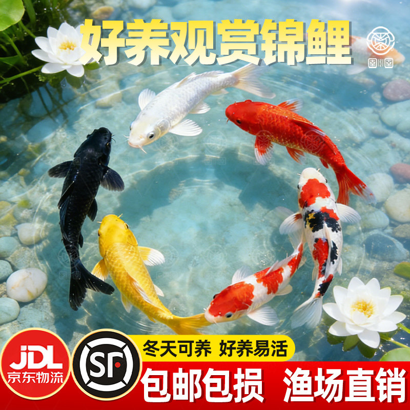 锦鲤鱼活鱼鱼苗观赏鱼金鱼冷水鱼小型淡水好养耐活红白三色黄金