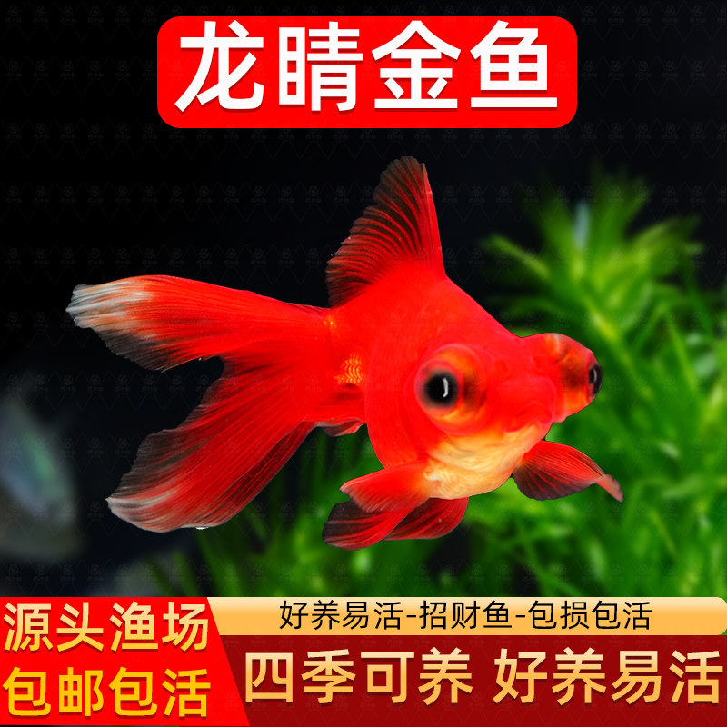 红龙晴金鱼蝶尾金鱼红龙晴红龙眼金鱼好养耐活小型冷水观赏鱼