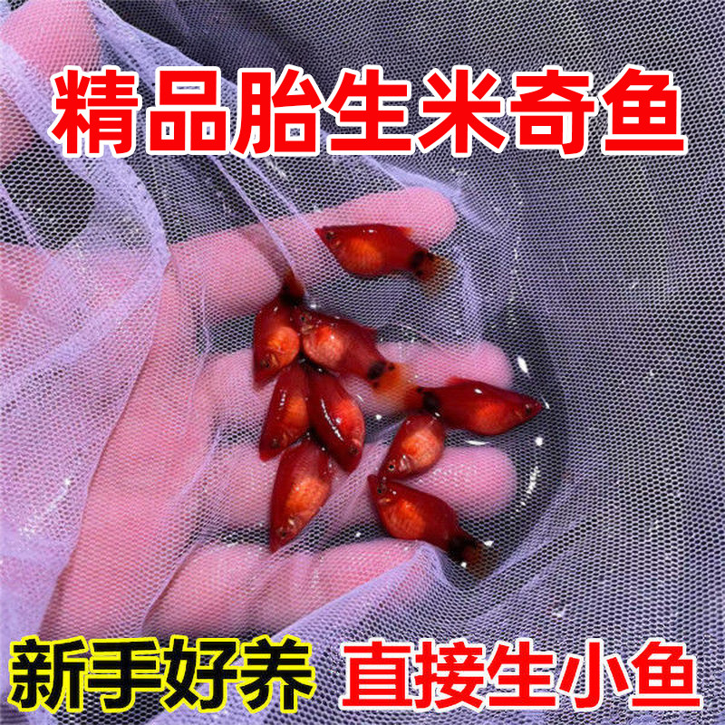 红米奇鱼鱼苗观赏鱼热带鱼小鱼淡水耐活好养小型胎生鱼孕母临产