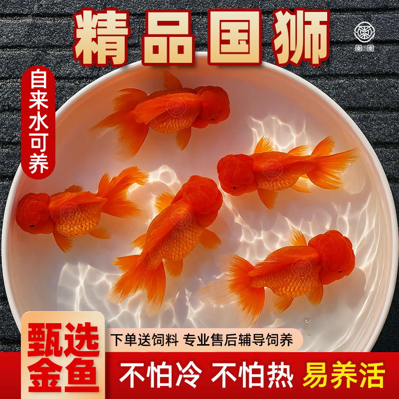 红狮金鱼活鱼观赏鱼小型淡水