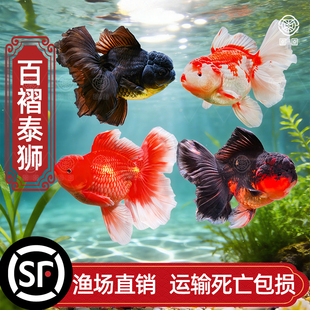 金鱼泰狮活鱼百褶泰狮将军泰狮观赏鱼好养耐活淡水冷水苗金鱼鱼苗