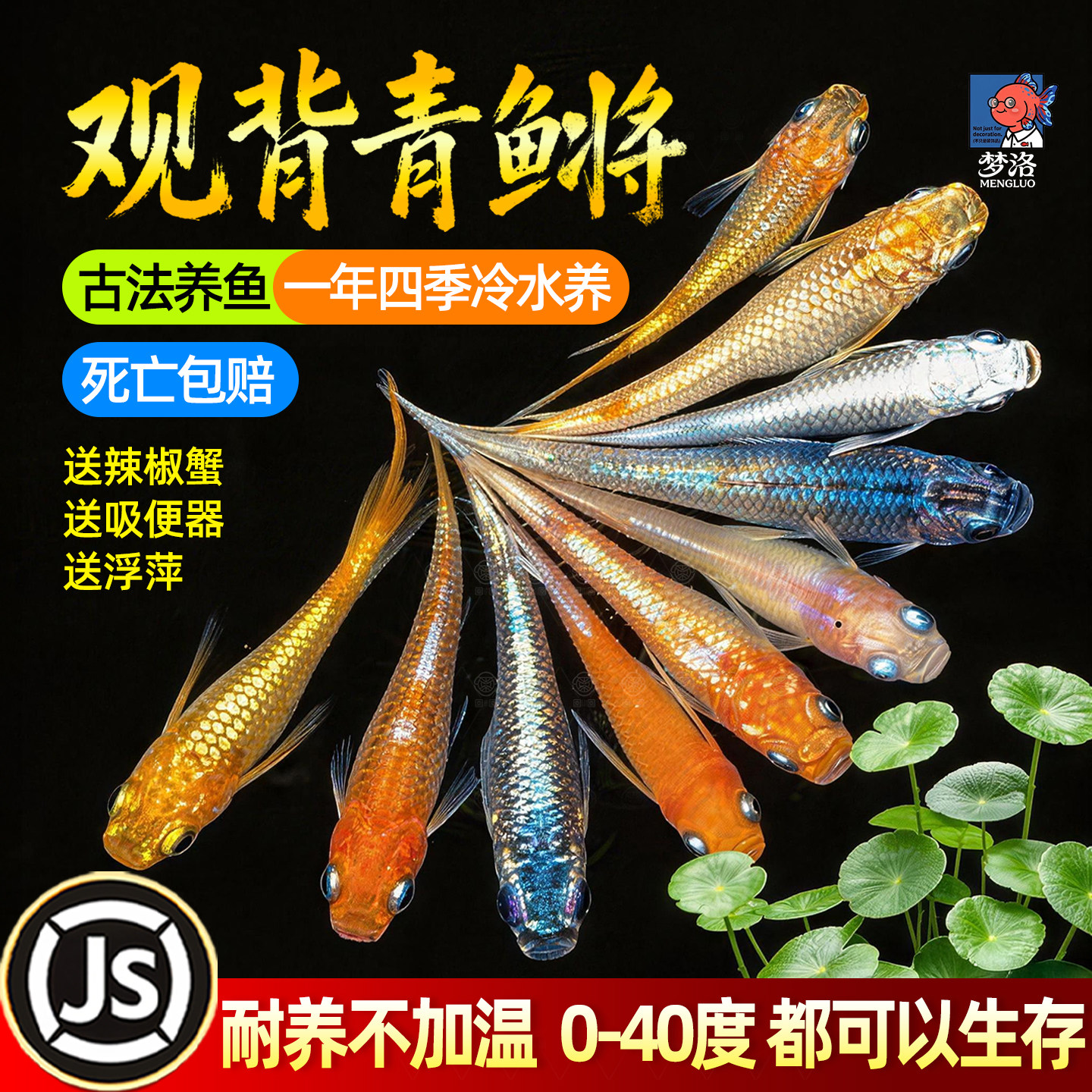观背青鳉不打氧冷水淡水鱼苗观赏鱼小型好养耐活群游鱼魔法鱼活鱼