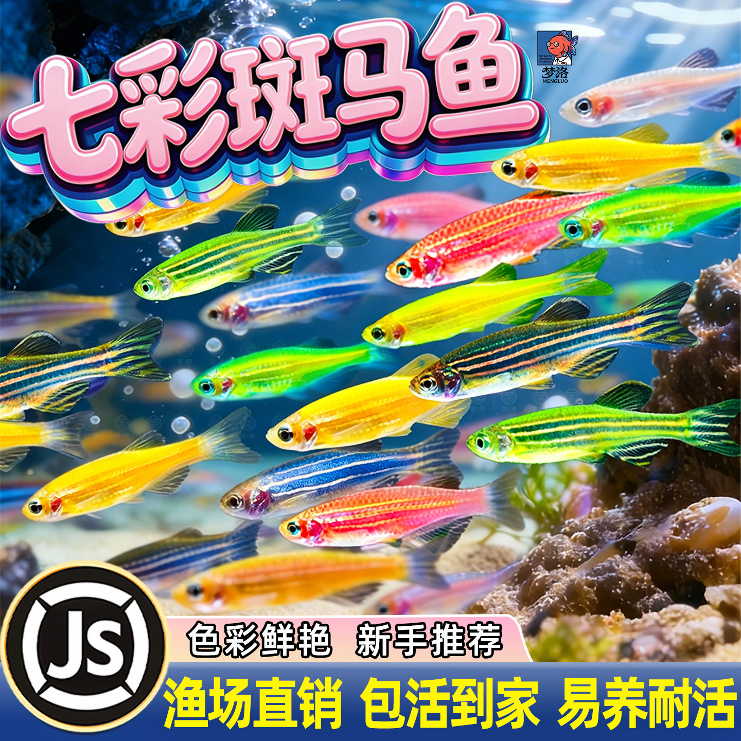 热带观赏鱼红蓝斑马鱼小型金鱼苗观赏鱼蝶翼精品孔雀红绿灯科活体