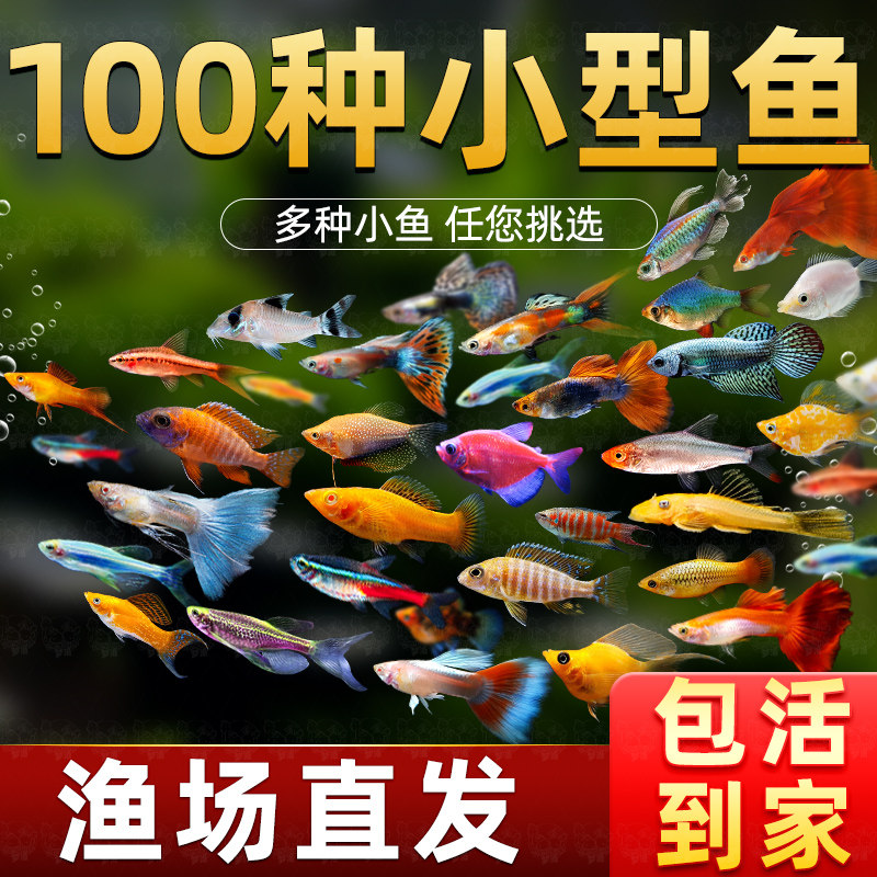 热带观赏鱼好养红绿灯斑马鱼淡水金鱼苗神仙孔雀小型宝莲灯科小鱼