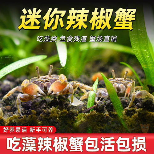 迷你辣椒蟹除藻螃蟹宠物螃蟹