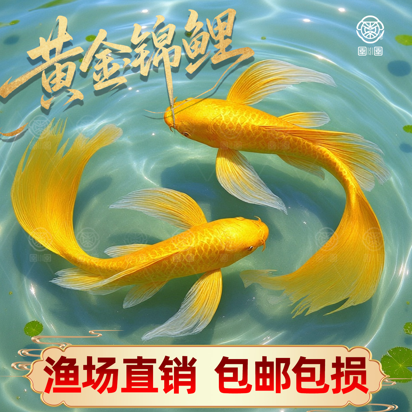 黄金锦鲤活鱼吉祥鱼金鱼淡水鱼好养耐活冷水鱼黄金龙凤锦鲤观赏鱼