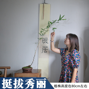 极速小琴丝竹孝顺竹子盆栽u文人老桩盆景竹苗室内客厅绿植庭院阳