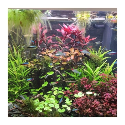 极速鲁宾叶底h红自养水下叶大红叶水草草缸造景荷兰景水草