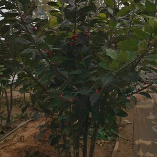 速发北美冬青公树苗雄株授粉专用品种对版盆栽庭院阳台客厅植物花