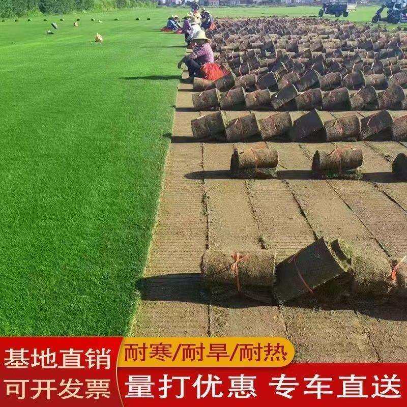 真草皮超矮坪带泥土地毯草别墅庭院花园带土绿化马尼拉草坪真草坪