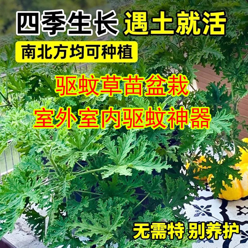 驱蚊草苗盆栽室外室内驱蚊神器
