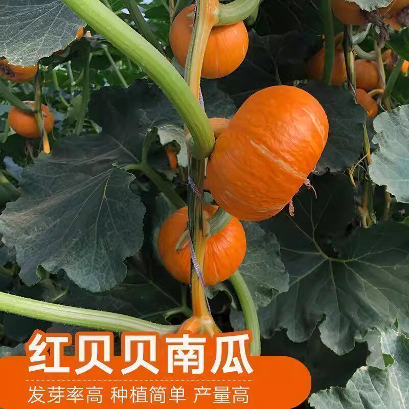 红贝贝南瓜种子板栗香甜粉糯红皮小金瓜种籽四季阳台农家蔬菜种孑