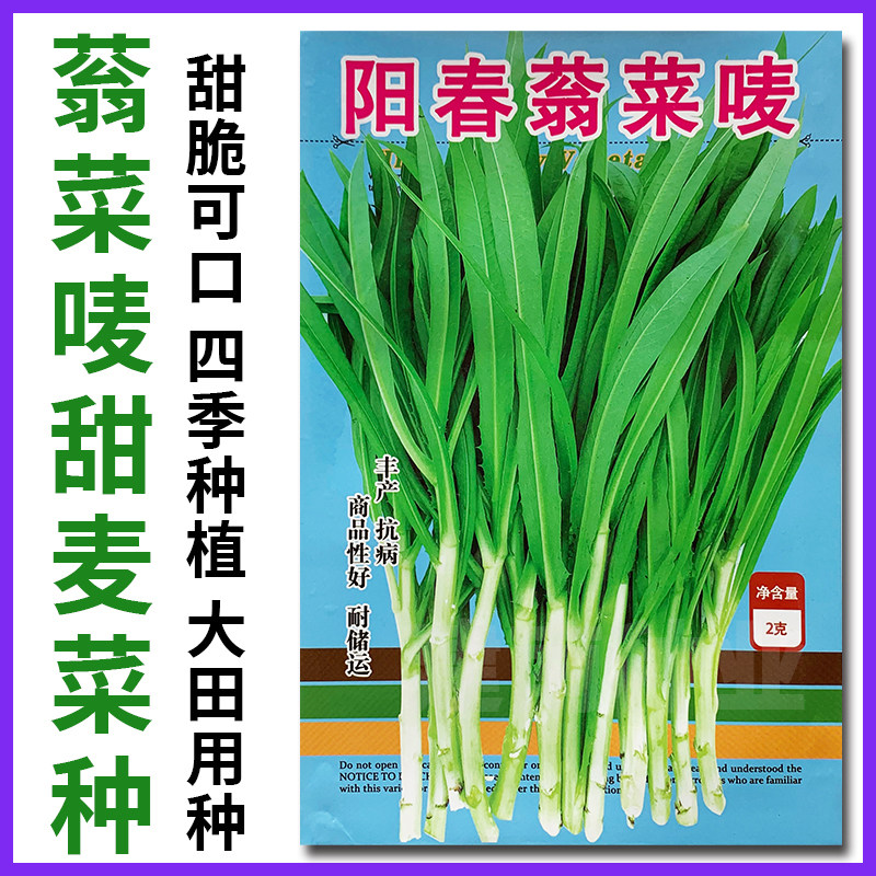 阳春蓊菜唛甜唛菜种籽苦麦菜种子四季苦麻菜苦荬菜青菜种蔬菜种孑