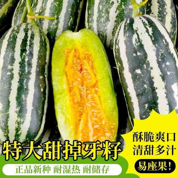 冰糖子甜瓜种子花皮甜瓜超甜薄皮超甜瓜籽水果种孑春夏秋季易种
