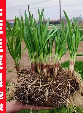 新韭菜根苗紫根红根宽叶室内阳台庭院栽种现挖现发包成活新鲜四季