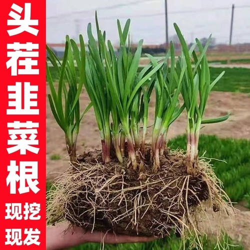 韭菜根苗四季小叶浓香盆栽
