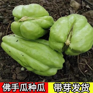 佛手瓜种瓜种苗种子苗种籽带芽新鲜发芽福寿瓜苗蔬菜苗孑秧苗带土
